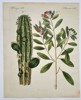 Friedrich Johann Justin Bertuch (1747–1822) - Cactus and Berry Shrub - Hand-colored Engraving (Early 19th Century)