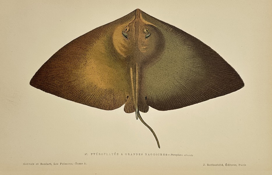Jules Rothschild (1838–1901) - Dorsal View of a Skate (Pteroplatea altavela) - Color Lithograph (Late 19th Century)