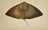 Jules Rothschild (1838–1901) - Dorsal View of a Skate (Pteroplatea altavela) - Color Lithograph (Late 19th Century)