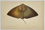 Jules Rothschild (1838–1901) - Dorsal View of a Skate (Pteroplatea altavela) - Color Lithograph (Late 19th Century)