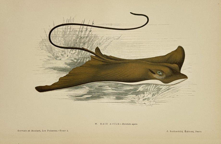 Jules Rothschild (1838–1901) - Spotted Eagle Ray (Myliobatis aquila) - Color Lithograph (Late 19th Century)