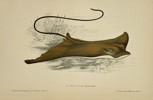 Jules Rothschild (1838–1901) - Spotted Eagle Ray (Myliobatis aquila) - Color Lithograph (Late 19th Century)