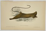 Jules Rothschild (1838–1901) - Spotted Eagle Ray (Myliobatis aquila) - Color Lithograph (Late 19th Century)