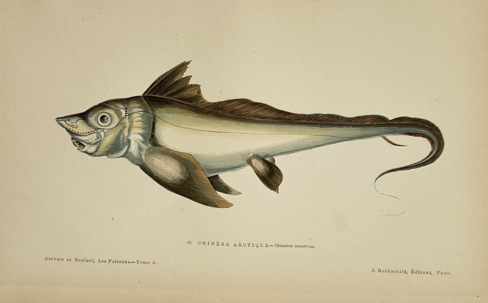 Jules Rothschild (1838–1901) - Chimaera Fish (Chimère) - Color Lithograph (Late 19th Century)