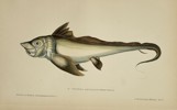 Jules Rothschild (1838–1901) - Chimaera Fish (Chimère) - Color Lithograph (Late 19th Century)