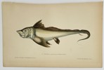 Jules Rothschild (1838–1901) - Chimaera Fish (Chimère) - Color Lithograph (Late 19th Century)