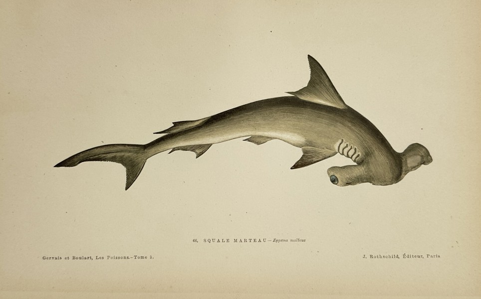 Jules Rothschild (1838–1901) - Hammerhead Shark (Sphyrna zygaena) - Color Lithograph (Late 19th Century)