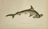 Jules Rothschild (1838–1901) - Hammerhead Shark (Sphyrna zygaena) - Color Lithograph (Late 19th Century)