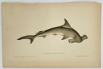 Jules Rothschild (1838–1901) - Hammerhead Shark (Sphyrna zygaena) - Color Lithograph (Late 19th Century)