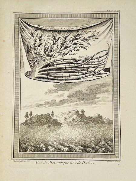 Pierre Quentin Chedel (1705–1762) - Allegorical View of Mozambique Flora - Copperplate Engraving (Mid-18th Century)