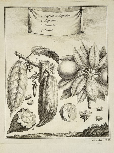 Pierre Quentin Chedel (1705–1762) - Cacao and Tropical Fruits - Copperplate Engraving (Mid-18th Century)