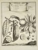 Pierre Quentin Chedel (1705–1762) - Cacao and Tropical Fruits - Copperplate Engraving (Mid-18th Century)