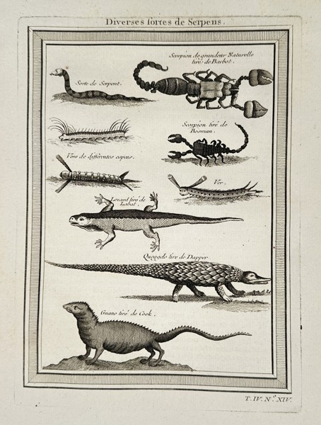 Pierre Quentin Chedel (1705–1762) - Reptiles, Scorpions, and Lizards - Copperplate Engraving (Mid-18th Century)