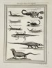 Pierre Quentin Chedel (1705–1762) - Reptiles, Scorpions, and Lizards - Copperplate Engraving (Mid-18th Century)