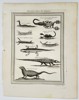 Pierre Quentin Chedel (1705–1762) - Reptiles, Scorpions, and Lizards - Copperplate Engraving (Mid-18th Century)