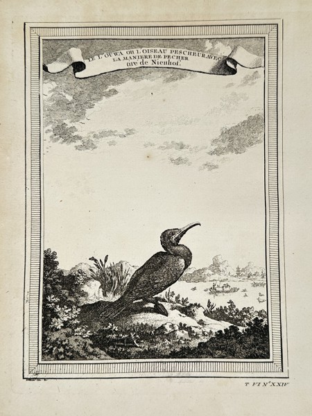 Pierre Quentin Chedel (1705–1762) - Fishing Bird from the South Seas - Copperplate Engraving (Mid-18th Century)
