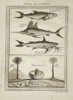 Pierre Quentin Chedel (1705–1762) - Sawfish, Swordfish, and Tropical Scene - Copperplate Engraving (Mid-18th Century)