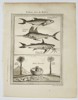 Pierre Quentin Chedel (1705–1762) - Sawfish, Swordfish, and Tropical Scene - Copperplate Engraving (Mid-18th Century)