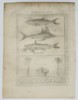 Pierre Quentin Chedel (1705–1762) - Sawfish, Swordfish, and Tropical Scene - Copperplate Engraving (Mid-18th Century)