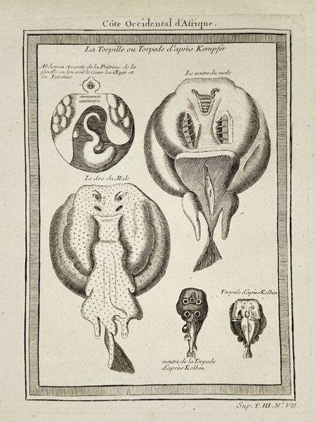 Pierre Quentin Chedel (1705–1762) - Anatomy of the Torpedo Ray (West Coast of Africa) - Copperplate Engraving (Mid-18th Century)