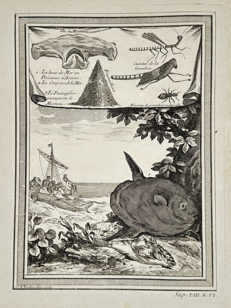 Pierre Quentin Chedel (1705–1762) - Hammerhead, Sunfish, and Insects - Copperplate Engraving (Mid-18th Century)