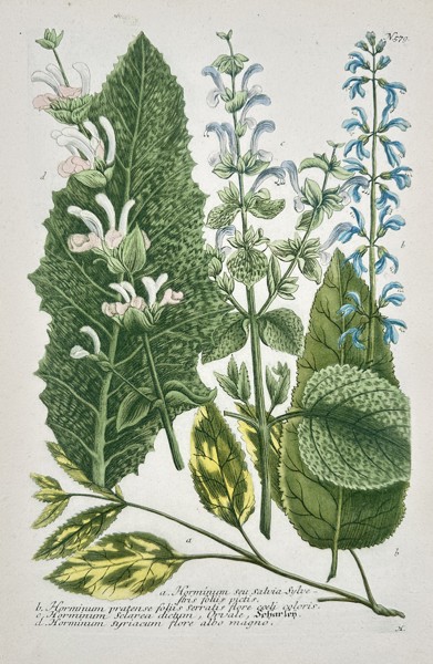Johann Wilhelm Weinmann (1683–1741) - Salvia and Horminum Varieties - Hand-colored Engraving (Mid-18th Century)
