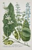 Johann Wilhelm Weinmann (1683–1741) - Salvia and Horminum Varieties - Hand-colored Engraving (Mid-18th Century)