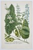 Johann Wilhelm Weinmann (1683–1741) - Salvia and Horminum Varieties - Hand-colored Engraving (Mid-18th Century)