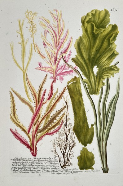Johann Wilhelm Weinmann (1683–1741) - Marine Algae and Seaweed Varieties - Hand-colored Engraving (Mid-18th Century)