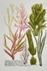 Johann Wilhelm Weinmann (1683–1741) - Marine Algae and Seaweed Varieties - Hand-colored Engraving (Mid-18th Century)
