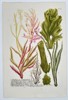 Johann Wilhelm Weinmann (1683–1741) - Marine Algae and Seaweed Varieties - Hand-colored Engraving (Mid-18th Century)