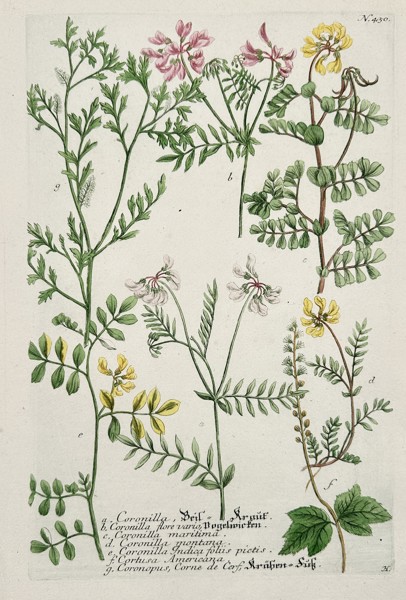 Johann Wilhelm Weinmann (1683–1741) - Coronilla and Lotus Species - Hand-colored Engraving (Mid-18th Century)