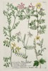 Johann Wilhelm Weinmann (1683–1741) - Coronilla and Lotus Species - Hand-colored Engraving (Mid-18th Century)