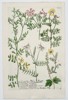 Johann Wilhelm Weinmann (1683–1741) - Coronilla and Lotus Species - Hand-colored Engraving (Mid-18th Century)