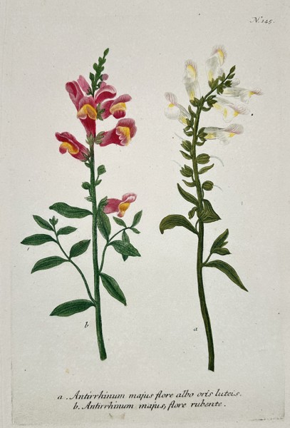 Johann Wilhelm Weinmann (1683–1741) - Snapdragon Varieties (Antirrhinum majus) - Hand-colored Engraving (Mid-18th Century)
