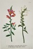 Johann Wilhelm Weinmann (1683–1741) - Snapdragon Varieties (Antirrhinum majus) - Hand-colored Engraving (Mid-18th Century)