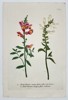 Johann Wilhelm Weinmann (1683–1741) - Snapdragon Varieties (Antirrhinum majus) - Hand-colored Engraving (Mid-18th Century)