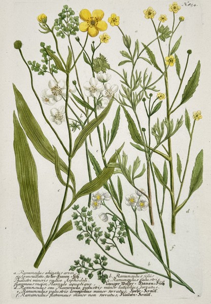 Johann Wilhelm Weinmann (1683–1741) - Buttercup Varieties (Ranunculus) - Hand-colored Engraving (Mid-18th Century)