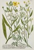 Johann Wilhelm Weinmann (1683–1741) - Buttercup Varieties (Ranunculus) - Hand-colored Engraving (Mid-18th Century)