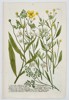 Johann Wilhelm Weinmann (1683–1741) - Buttercup Varieties (Ranunculus) - Hand-colored Engraving (Mid-18th Century)