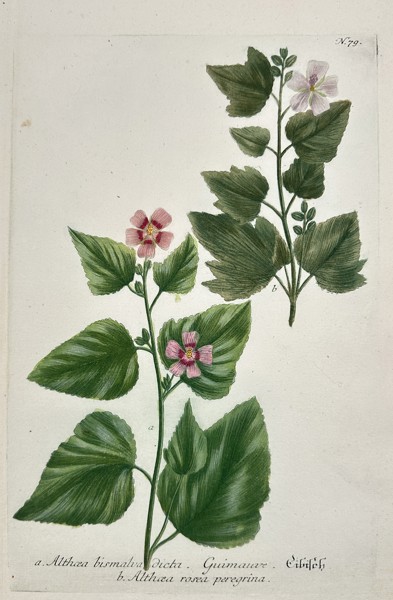 Johann Wilhelm Weinmann (1683–1741) - Mallow Varieties (Althaea) - Hand-colored Engraving (Mid-18th Century)