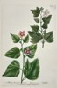 Johann Wilhelm Weinmann (1683–1741) - Mallow Varieties (Althaea) - Hand-colored Engraving (Mid-18th Century)