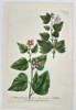 Johann Wilhelm Weinmann (1683–1741) - Mallow Varieties (Althaea) - Hand-colored Engraving (Mid-18th Century)