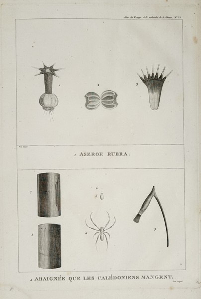 Jean Piron (Active 1790s) - Aneroe Rubra and Edible Spider of New Caledonia - Copperplate Engraving (Late 18th Century)