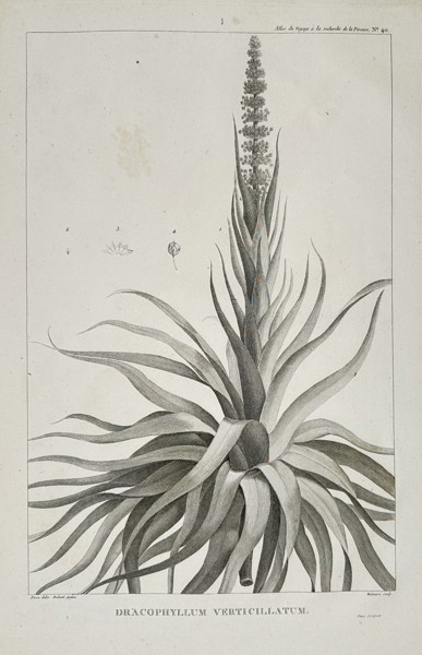 Jean Piron (Active 1790s) - Dracophyllum Verticillatum (Dragon Leaf) - Copperplate Engraving (Late 18th Century)