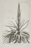 Jean Piron (Active 1790s) - Dracophyllum Verticillatum (Dragon Leaf) - Copperplate Engraving (Late 18th Century)