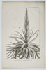 Jean Piron (Active 1790s) - Dracophyllum Verticillatum (Dragon Leaf) - Copperplate Engraving (Late 18th Century)