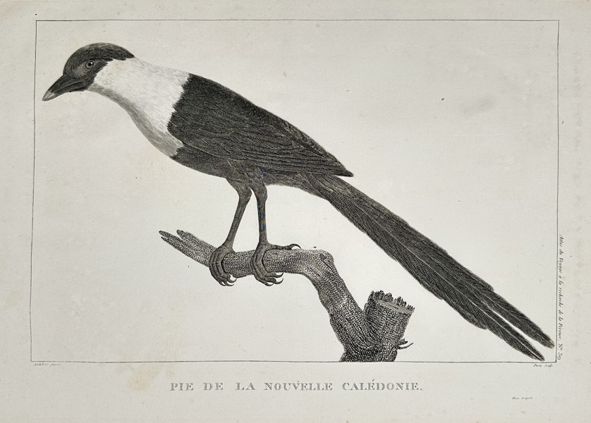Jean Piron (Active 1790s) - New Caledonian Magpie (Pie de la Nouvelle Calédonie) - Copperplate Engraving (Late 18th Century)