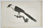 Jean Piron (Active 1790s) - New Caledonian Magpie (Pie de la Nouvelle Calédonie) - Copperplate Engraving (Late 18th Century)