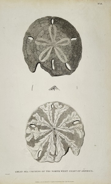 Abbé Prévost (1697–1763) - Great Sea Urchins of North-West America - Engraving (Mid-18th Century)
